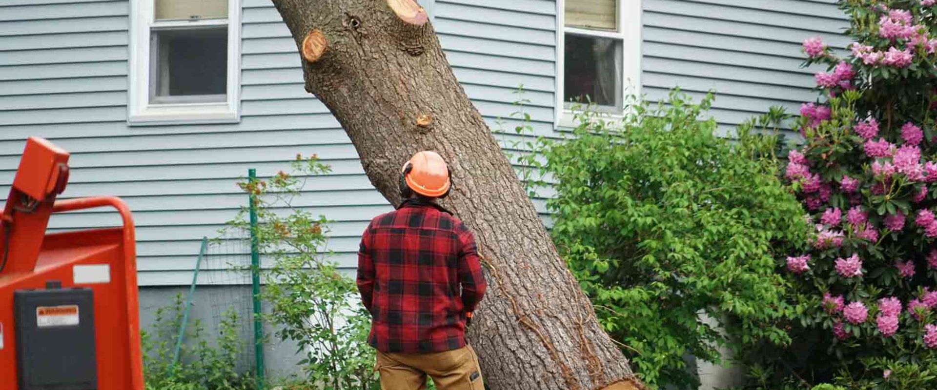 Understanding Stump Removal Cost For Residential Landscaping Projects In Leander, TX