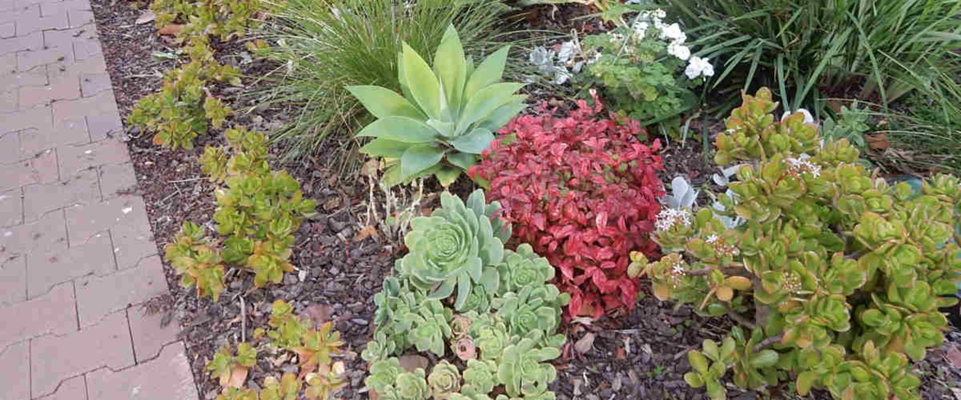 Designing a Drought-Tolerant Landscape: How to Choose the Right Mulch