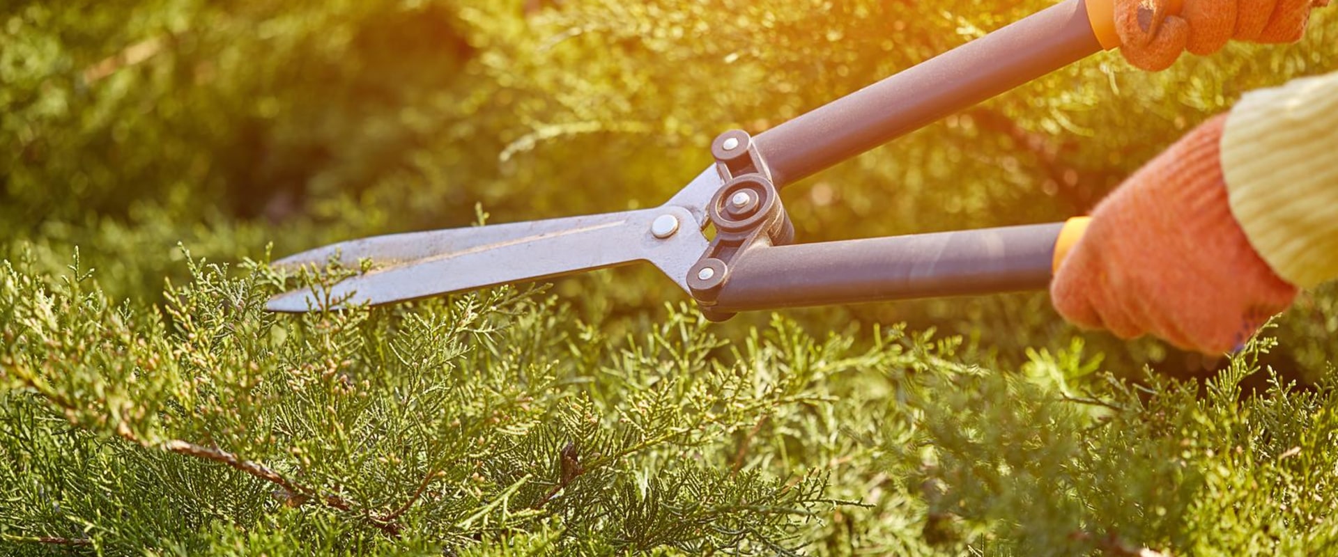Why Is Tree Trimming Is Essential For Residential Landscaping In Paradise Valley, AZ?
