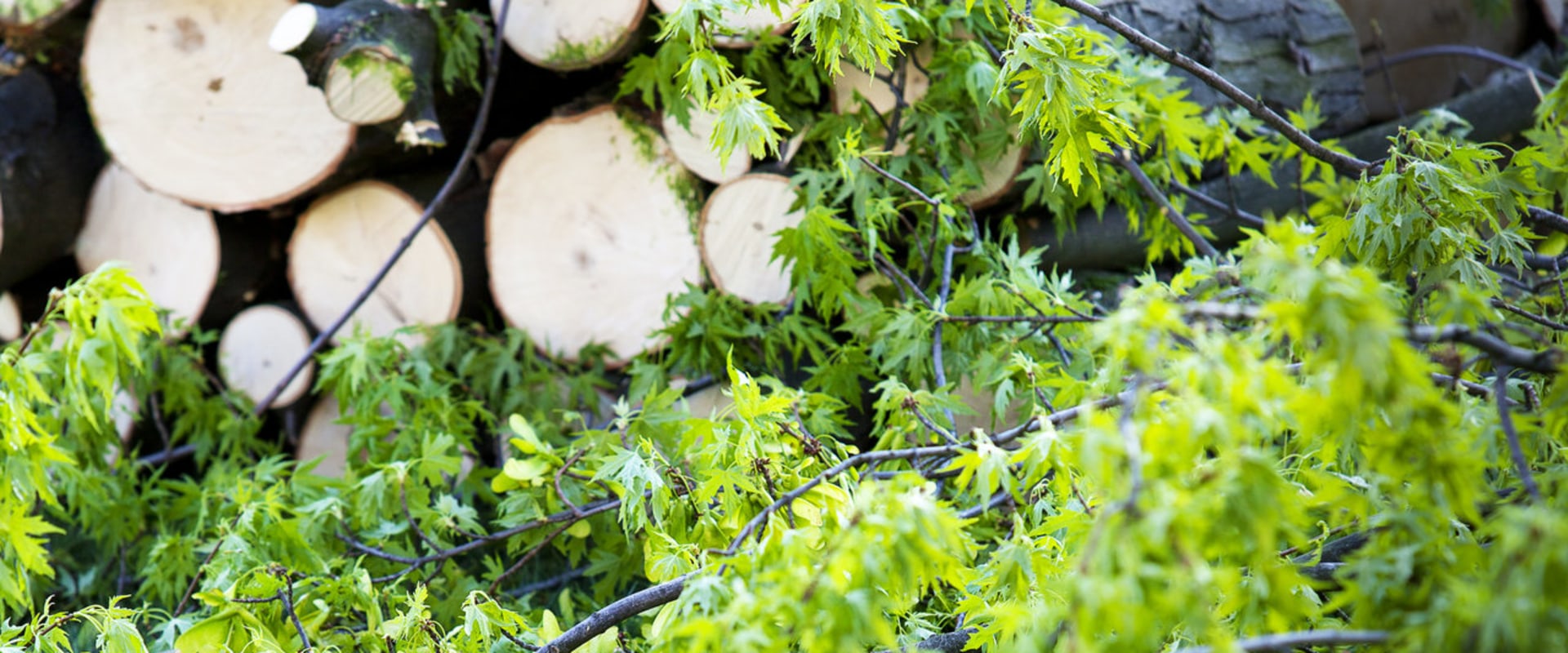How Can A Professional Brush Removal Service Transform Your Residential Landscape Projects In Ellisville?
