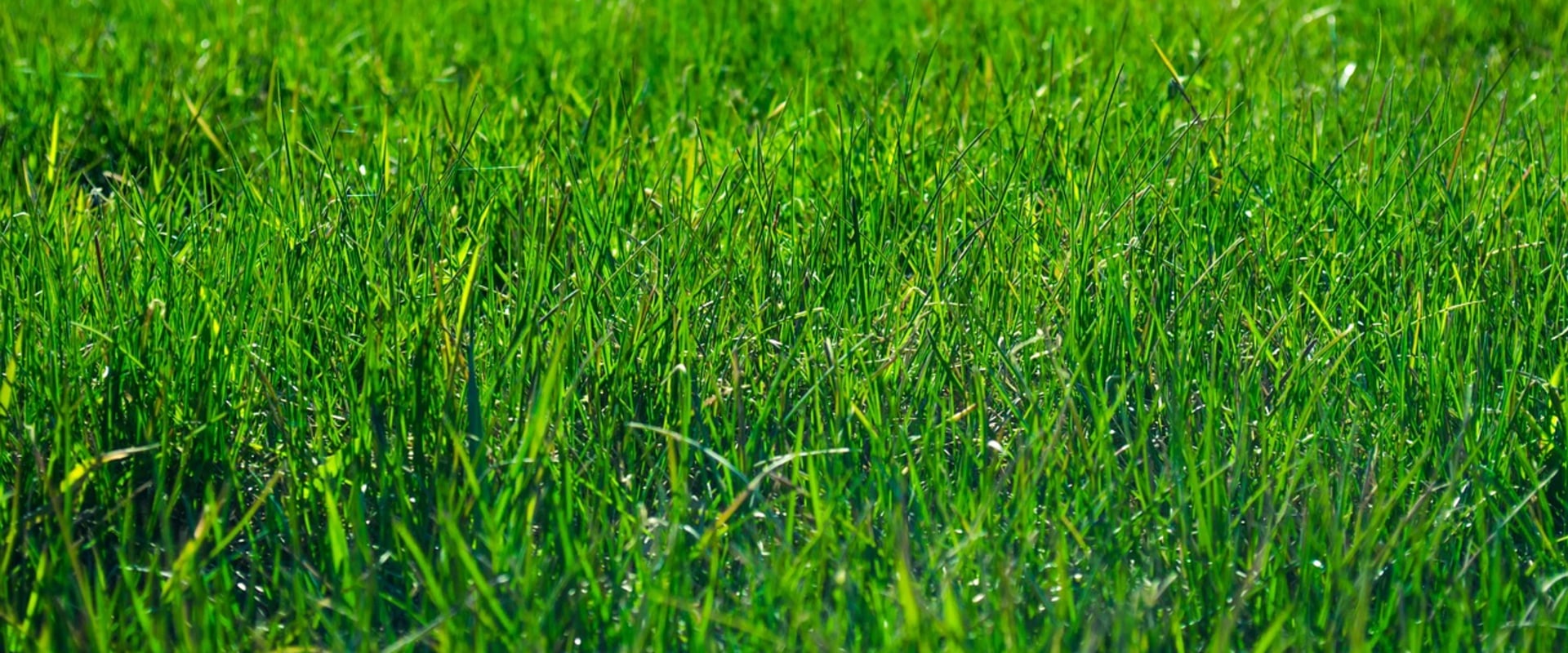 Transform Your Residential Landscaping: Why Homeowners In Austin, TX, Should Consider Sod Installation Services