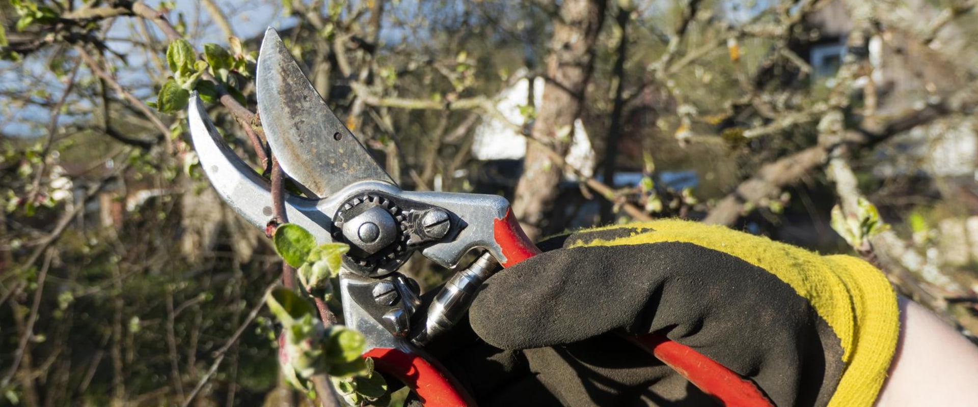 Tree Pruning In Kalamazoo: The Key To Polished Residential Landscaping