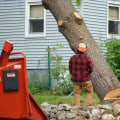 Understanding Stump Removal Cost For Residential Landscaping Projects In Leander, TX