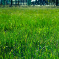 Transform Your Residential Landscaping: Why Homeowners In Austin, TX, Should Consider Sod Installation Services