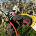 Tree Pruning In Kalamazoo: The Key To Polished Residential Landscaping