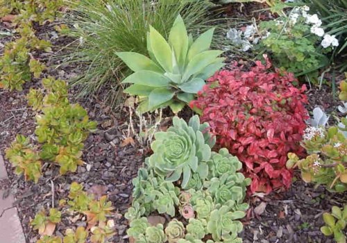 Designing a Drought-Tolerant Landscape: How to Choose the Right Mulch