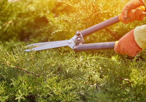 Why Is Tree Trimming Is Essential For Residential Landscaping In Paradise Valley, AZ?