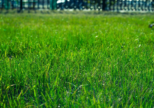 Transform Your Residential Landscaping: Why Homeowners In Austin, TX, Should Consider Sod Installation Services