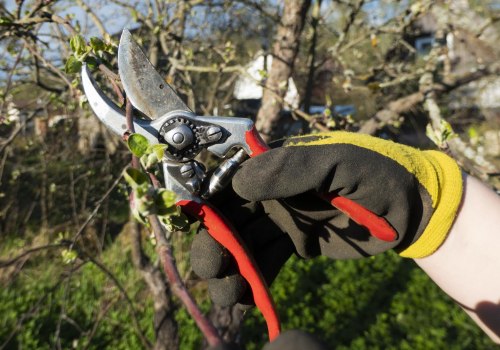Tree Pruning In Kalamazoo: The Key To Polished Residential Landscaping